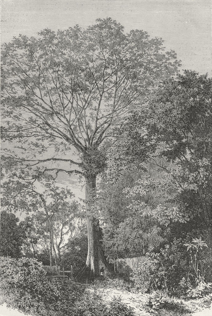 BRAZIL. Samauma Tree of Amazonian Forests 1880 old antique print picture